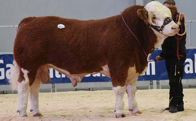 STIRLING BULL SALES: Islavale leads Simmental bidding at 14,000gns twice