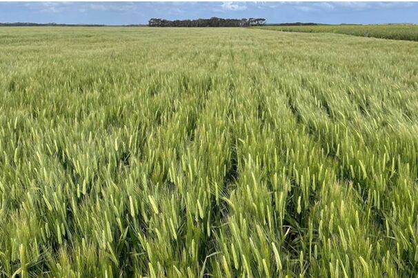 Laperouse barley is the latest variety to gain malting accreditation.