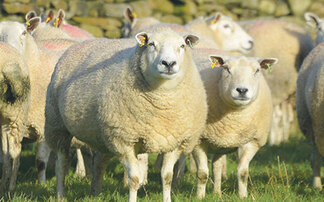 Blowfly Emergence Forecast launched to help sheep farmers stay ahead of flystrike risk