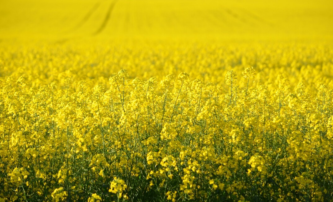 Elders intends to buy Delta Ag for $475 million.