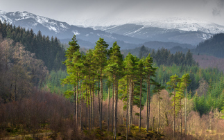 Most of the tree planting land bought and sold in the UK last year was in Scotland | Credit: iStock