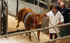 Sales round up: Multi-breeds at Melton Mowbray, dairy sales, store cattle sales