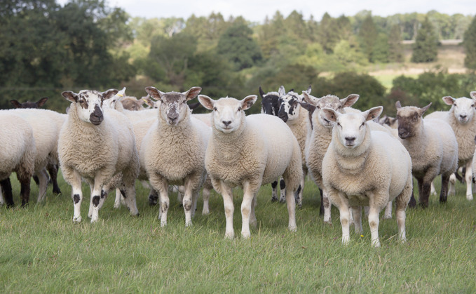 Managing store lambs to maximise performance