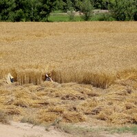 PAKISTAN-MULTAN-WHEAT-HARVEST