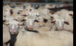  Sheep producers should be confident as all sheep markets are performing well.