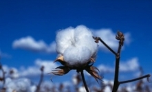 Aussie cotton in hot demand in Bangladesh