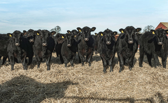 US beef giants accused of price fixing