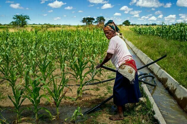 We studied smallholder farming in three African countries for 10 years: why profitable irrigation is key