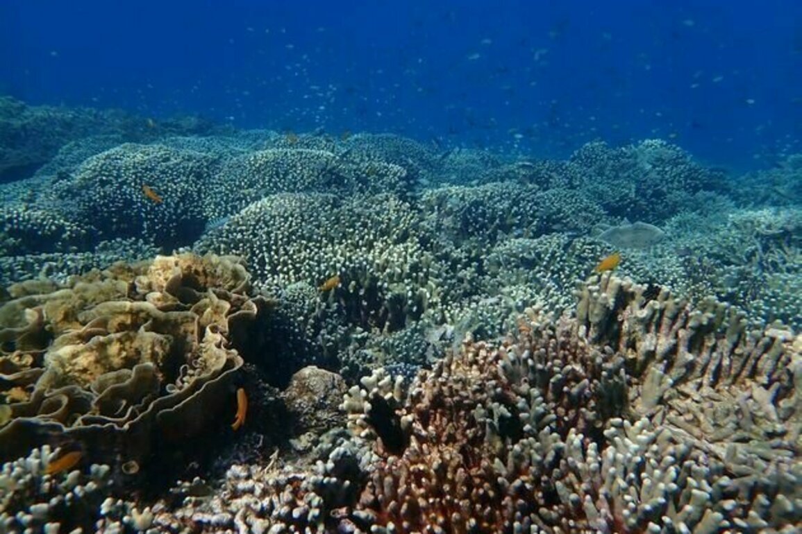Estetika penting untuk konservasi, riset buktikan keindahan terumbu karang bisa diukur dan dipulihkan