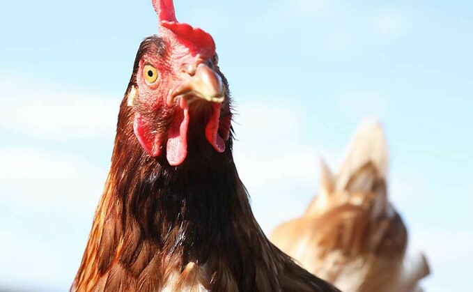 Avian Flu continues to circulate in Scotland