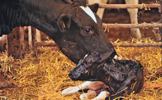 Northern Irish dairy herd celebrates 10,000th calf born 