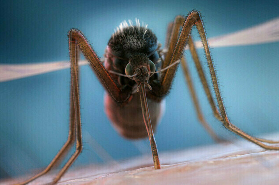 Mystery illness in DR Congo could be malaria  media