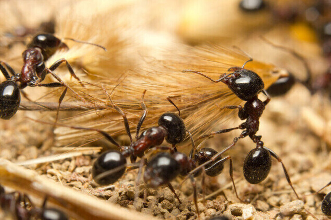 Airport police arrest man with over 2,000 live ants