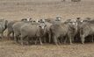 Free information kits leads to more sheep