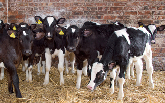 Top tips for controlling calf pneumonia on-farm this winter 