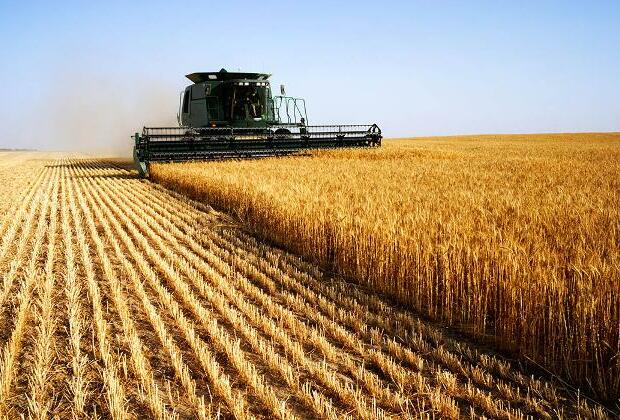 US wheat farmers facing effects of global grain oversupply