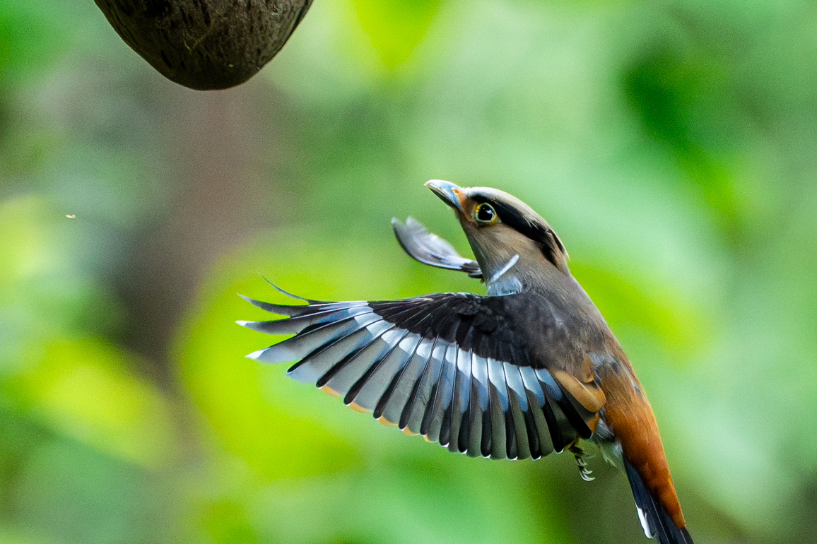 (EcoChina) CHINA-YUNNAN-XISHUANGBANNA-NATIONAL NATURE RESERVE (CN)