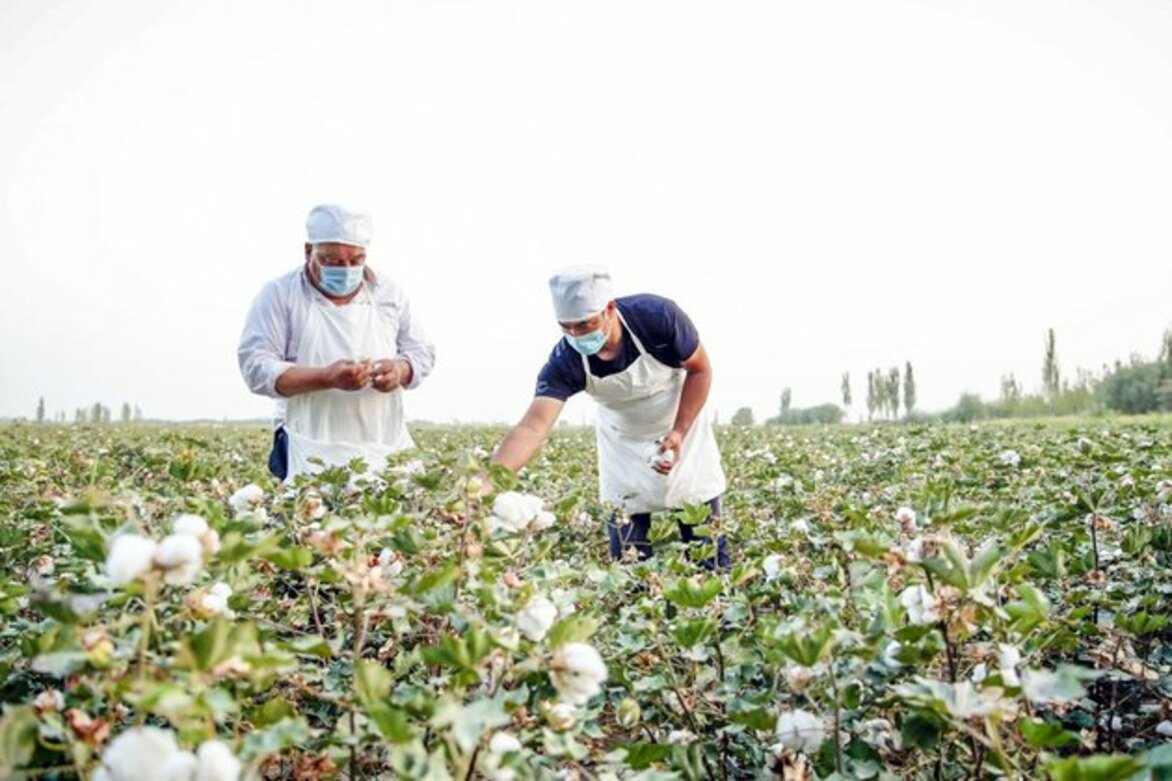 Feature: Growing cotton enriches farmers in China's Xinjiang