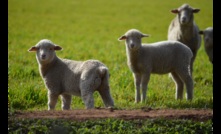  Favourable feeding conditions have tightened lamb supply. Picture Mark Saunders.