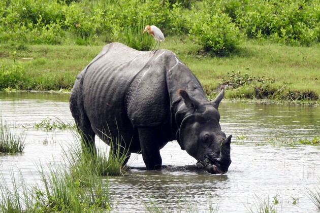 Assam: Kaziranga National Park and Tiger Reserve authority opens Bagori Range for tourists