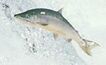 Salmon on the menu for Austral and Tag 