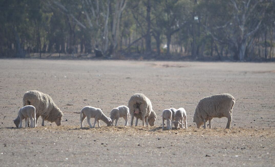 Pregnancy scanning is considered one of sheep producers’ most important tools this year, but only if the information is used.