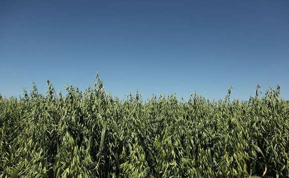 Grower opportunities in plant-based market