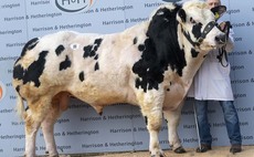 British Blues top at 10,000gns twice