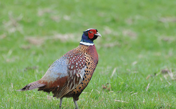 Gamekeepers urged to play their part on Avian Influenza risk