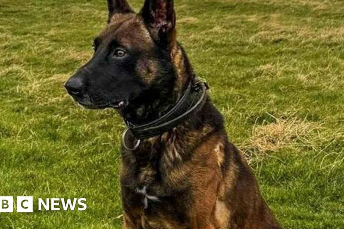 Police dog injured on duty in Aberdeen returns to action