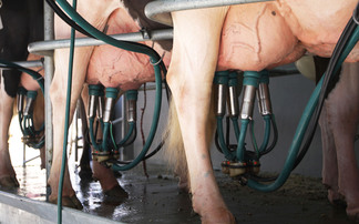 Milk price cuts leave farmers questioning new dairy regulations