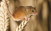 Mice activity on the rise