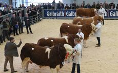 STIRLING BULL SALES: Denizes herd leads Simmentals at 37,000gns