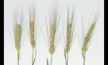  A frost guide is available for cereals from DPIRD. Image courtesy DPIRD.