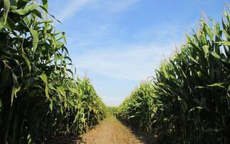 Opinion: 'Are new genomic techniques quietly changing Europe's genetically modified crops politics?'