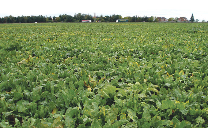 Emergency approval granted for thiacloprid in beet