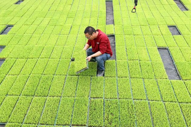 Rice gene map to enable breeding of improved varieties