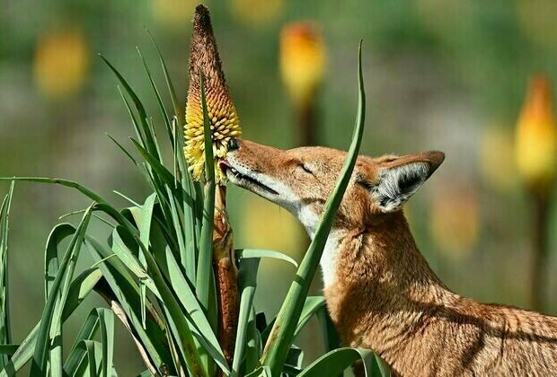 Wolves with a taste for nectar? How we discovered the first large carnivore that pollinates flowers