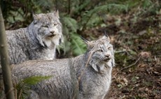 Police confirm further 'illegal' lynx sightings in Scotland's Cairngorms National Park