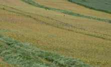  Many crops are being cut for hay as a result of frost damage. Picture Mark Saunders