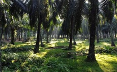 How collaboration is shaping the future of palm oil
