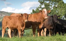 Animal health and welfare next areas for preparing for Sustainable Farming Initiative