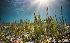 Government vows to introduce law for global High Seas Treaty 'by the end of the year'