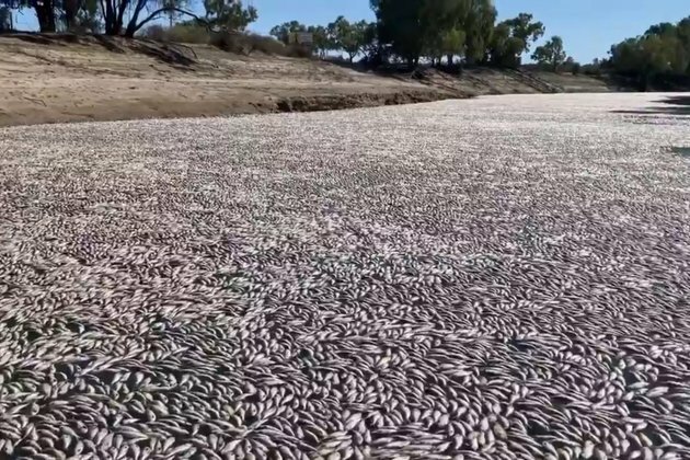 Millions of Dead Fish Clog Australian River