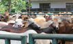 Live exports to continue