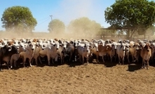 Australian cattle prices hit all time high