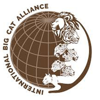India extends UN Act privileges, immunities to International Big Cat Alliance
