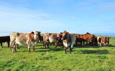 Farm business income rises 30% for Scottish farmers