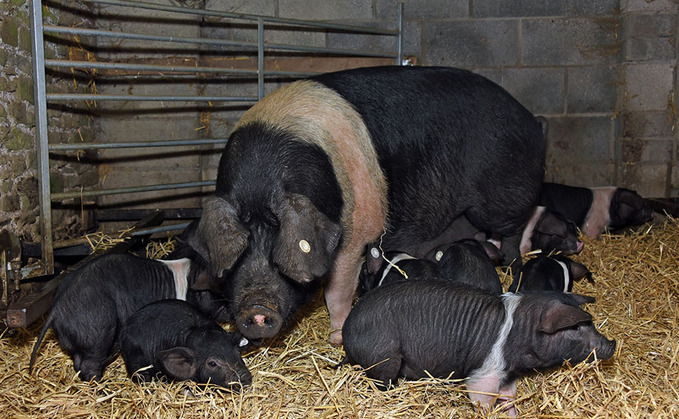 A post-Brexit ban on farrowing crates without proper support threatens UK ag's future