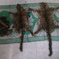 DRI seizes leopard skins and bones, arrests one trafficker